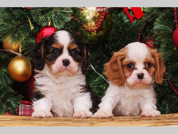 španiel štenci cavalier king charles besplatni mali oglasi
