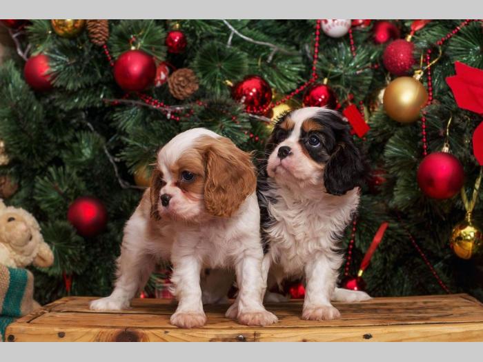 španiel štenci cavalier king charles besplatni mali oglasi