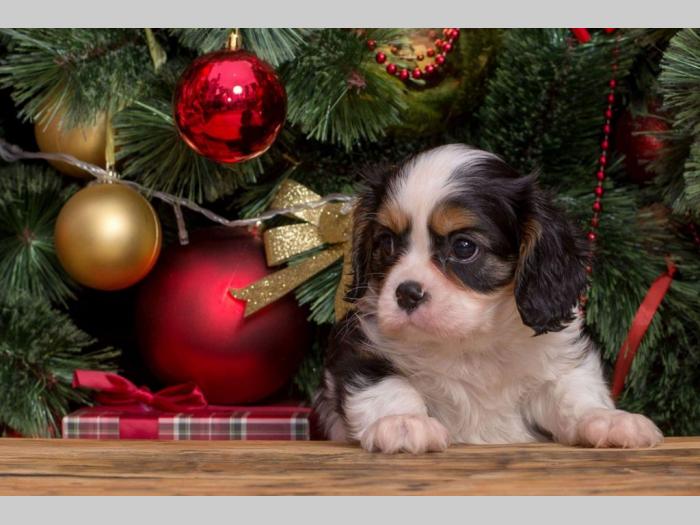 španiel štenci cavalier king charles besplatni mali oglasi