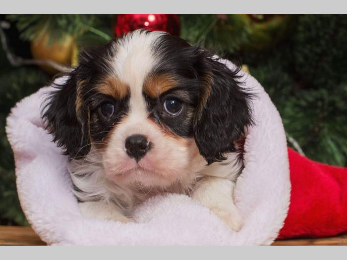 španiel štenci cavalier king charles besplatni mali oglasi
