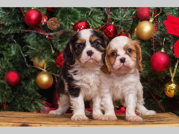 španiel štenci cavalier king charles besplatni mali oglasi