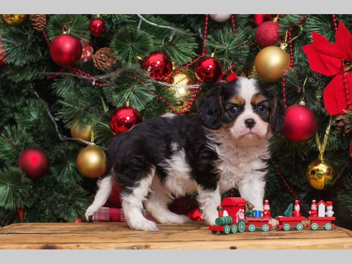 španiel štenci cavalier king charles besplatni mali oglasi