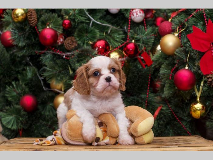 španiel štenci cavalier king charles besplatni mali oglasi