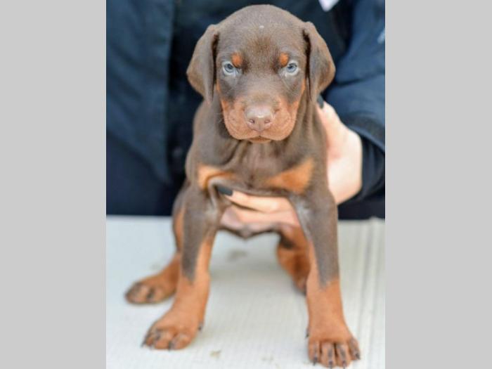 doberman braon štenci di gobelja besplatni mali oglasi