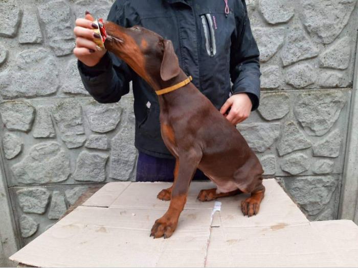 doberman braon štenci di gobelja besplatni mali oglasi