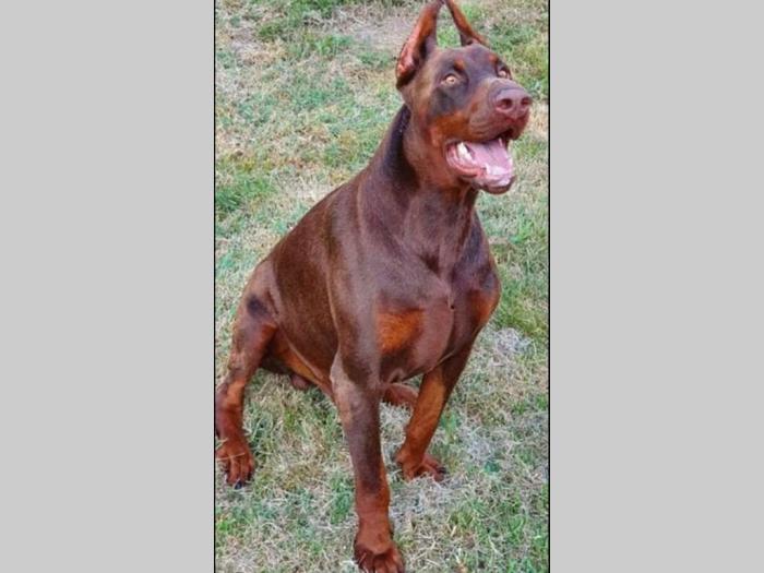 doberman braon štenci di gobelja besplatni mali oglasi