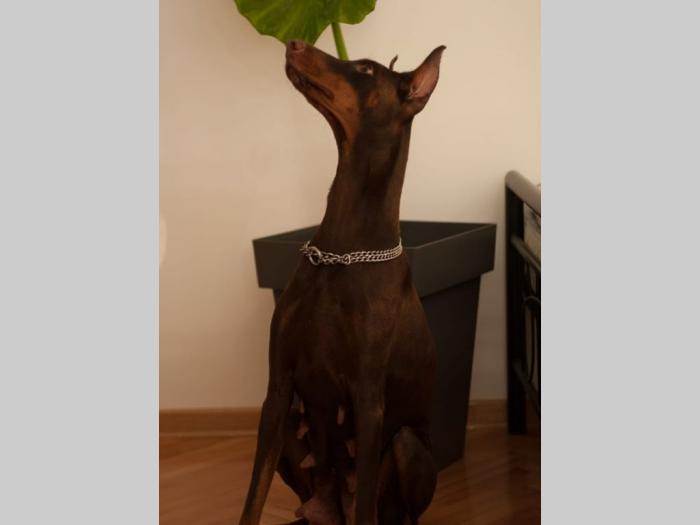 doberman braon štenci di gobelja besplatni mali oglasi
