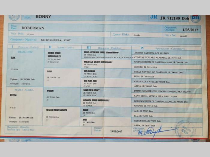 doberman braon štenci di gobelja besplatni mali oglasi