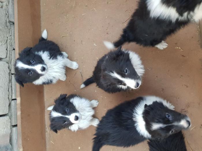 border koli štenci besplatni mali oglasi