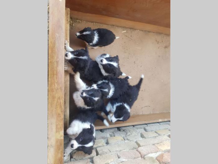 border koli štenci besplatni mali oglasi