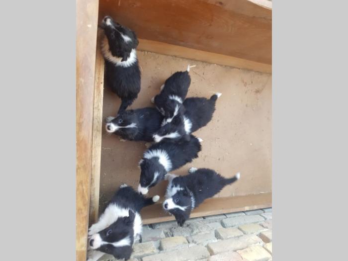 border koli štenci besplatni mali oglasi