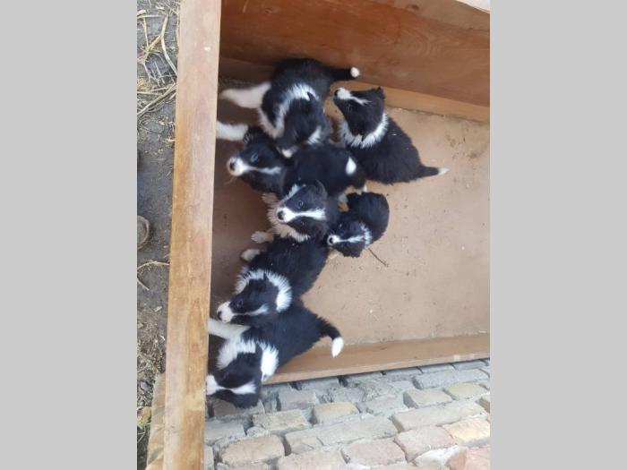 border koli štenci besplatni mali oglasi