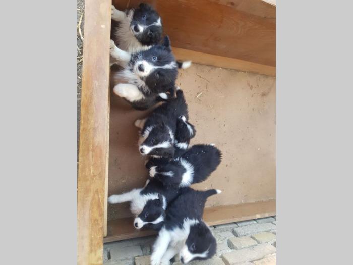 border koli štenci besplatni mali oglasi
