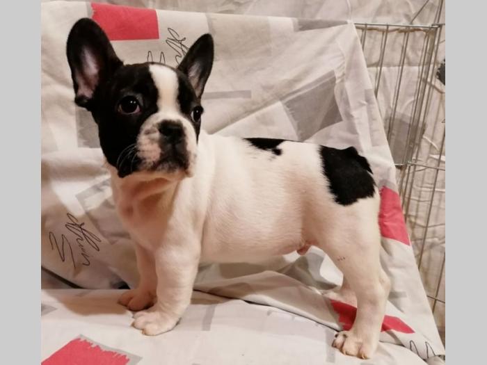francuski buldog izuzetni štenci besplatni mali oglasi