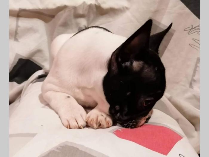 francuski buldog izuzetni štenci besplatni mali oglasi