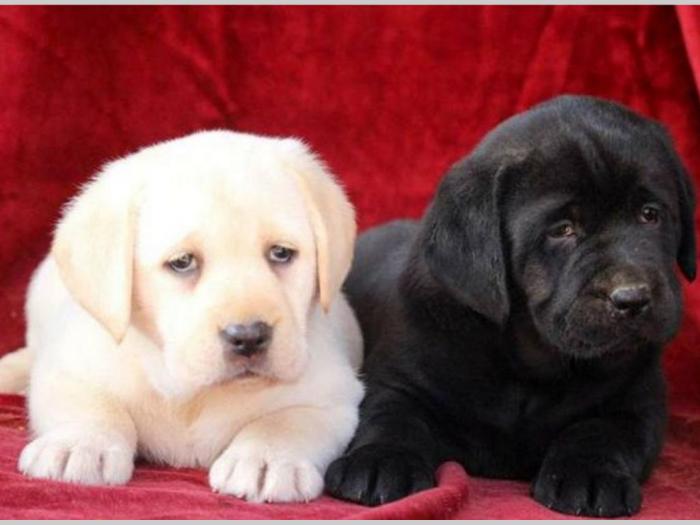 labrador retriver vrhunsko leglo besplatni mali oglasi