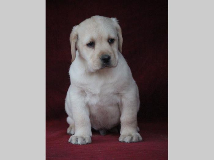 labrador retriver vrhunsko leglo besplatni mali oglasi