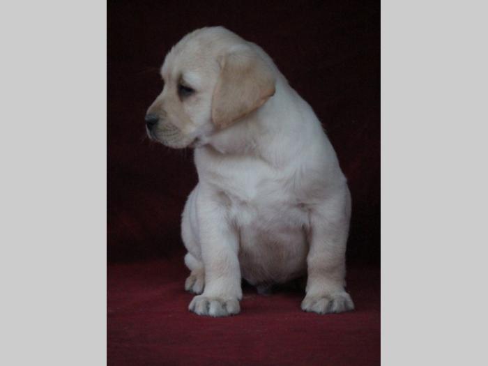 labrador retriver vrhunsko leglo besplatni mali oglasi