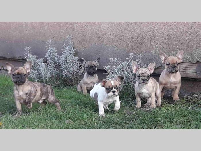 francuski buldog štenci raznih boja besplatni mali oglasi