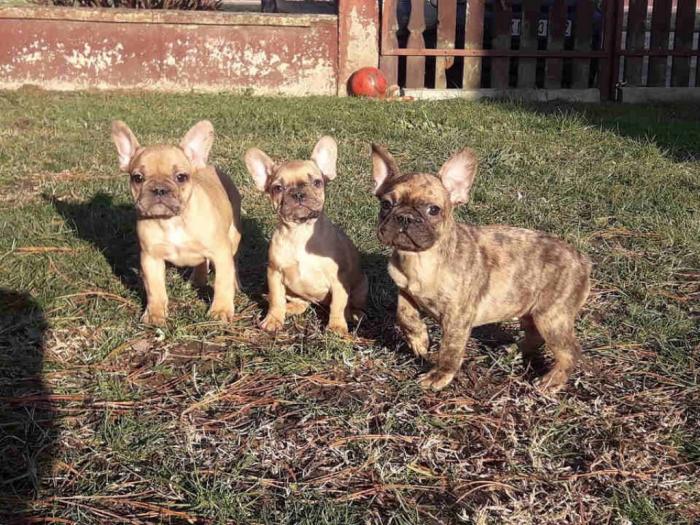 francuski buldog štenci raznih boja besplatni mali oglasi
