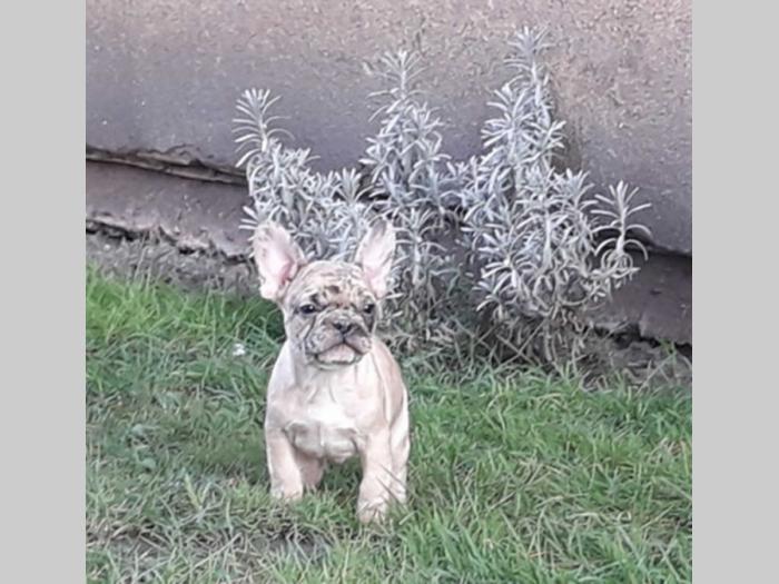 francuski buldog štenci raznih boja besplatni mali oglasi