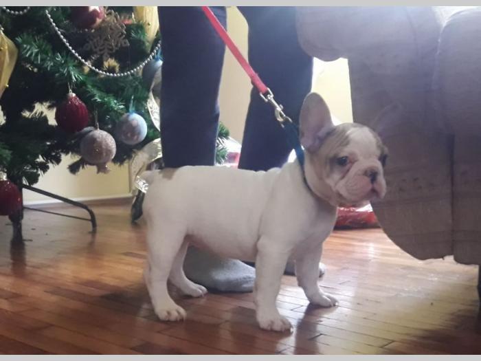 francuski buldog štenci raznih boja besplatni mali oglasi