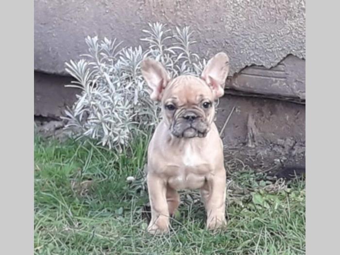 francuski buldog štenci raznih boja besplatni mali oglasi