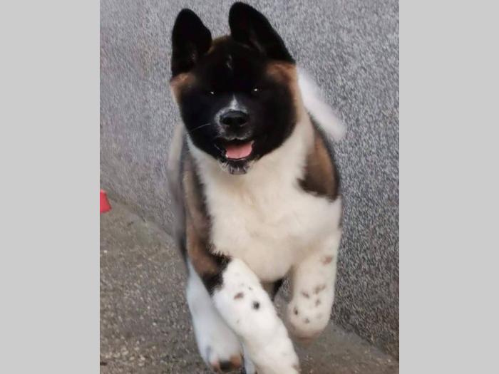 američka akita vrhunsko leglo iz zagreba besplatni mali oglasi