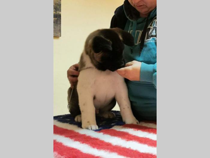 američka akita vrhunsko leglo iz zagreba besplatni mali oglasi