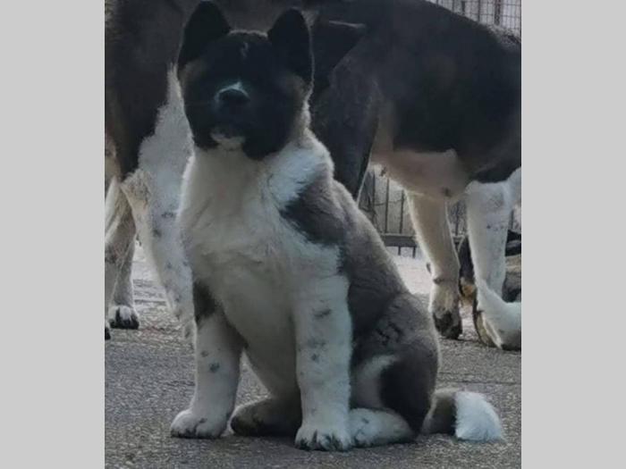 američka akita vrhunsko leglo iz zagreba besplatni mali oglasi