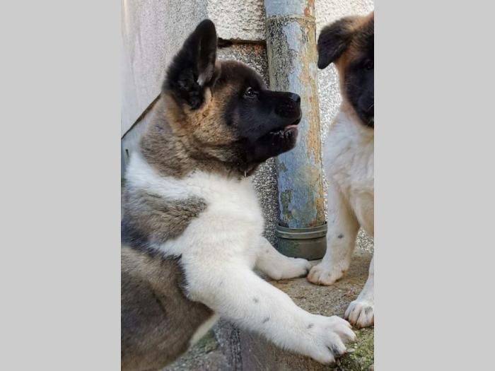 američka akita vrhunsko leglo iz zagreba besplatni mali oglasi