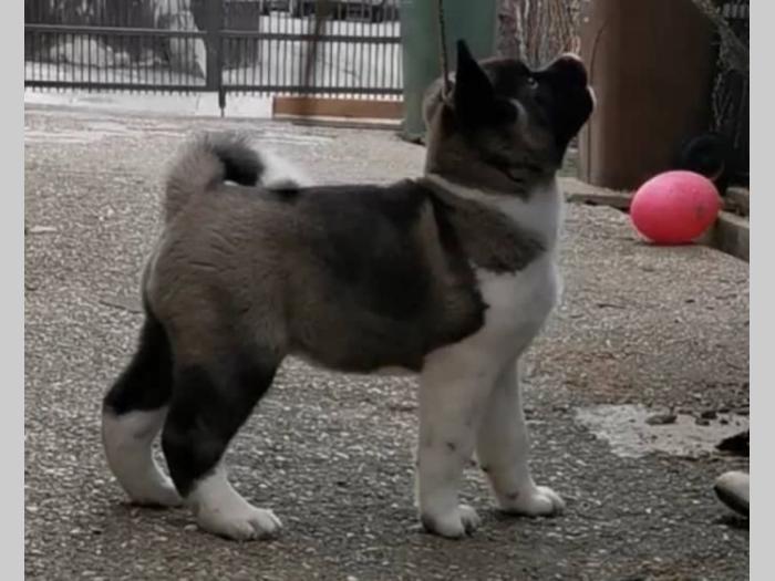 američka akita vrhunsko leglo iz zagreba besplatni mali oglasi