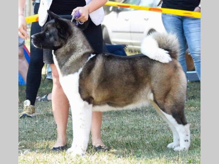 američka akita vrhunsko leglo iz zagreba besplatni mali oglasi