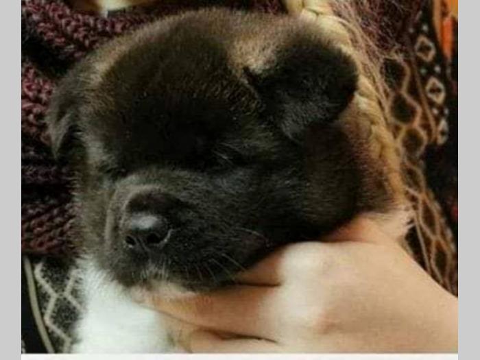 američka akita vrhunsko leglo iz zagreba besplatni mali oglasi