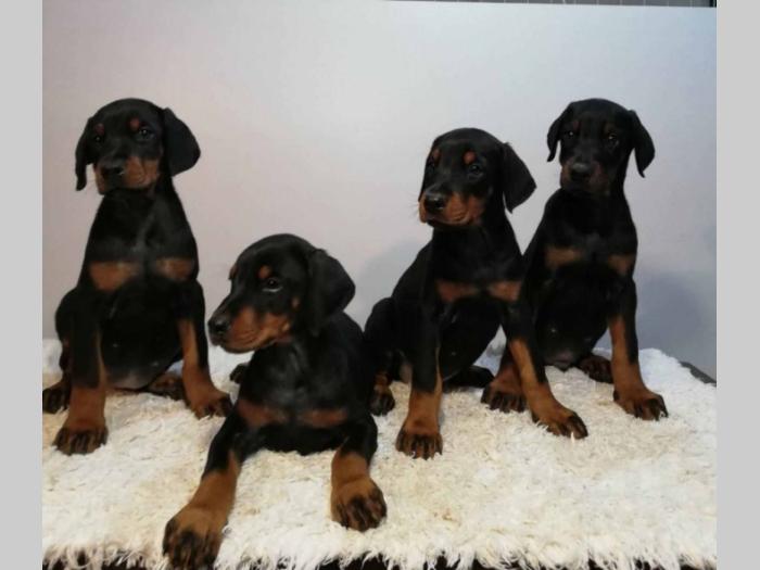 štenci doberman vrhunskog porekla besplatni mali oglasi