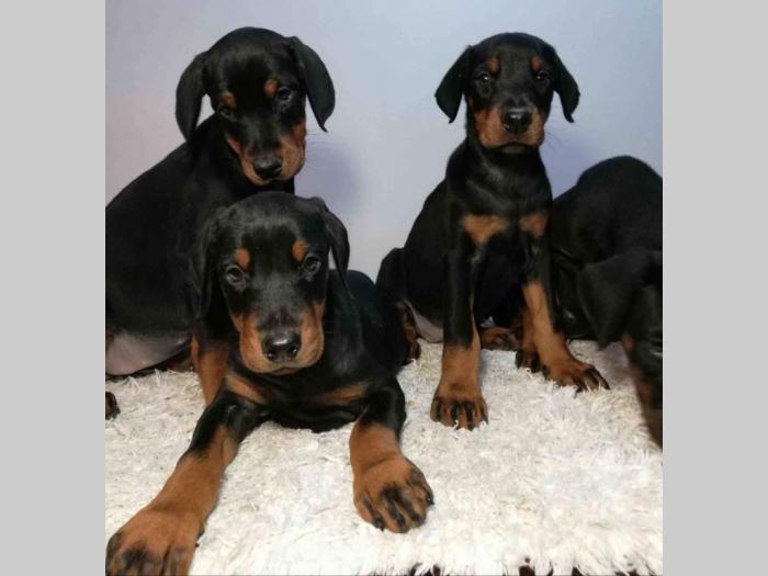 štenci doberman vrhunskog porekla besplatni mali oglasi