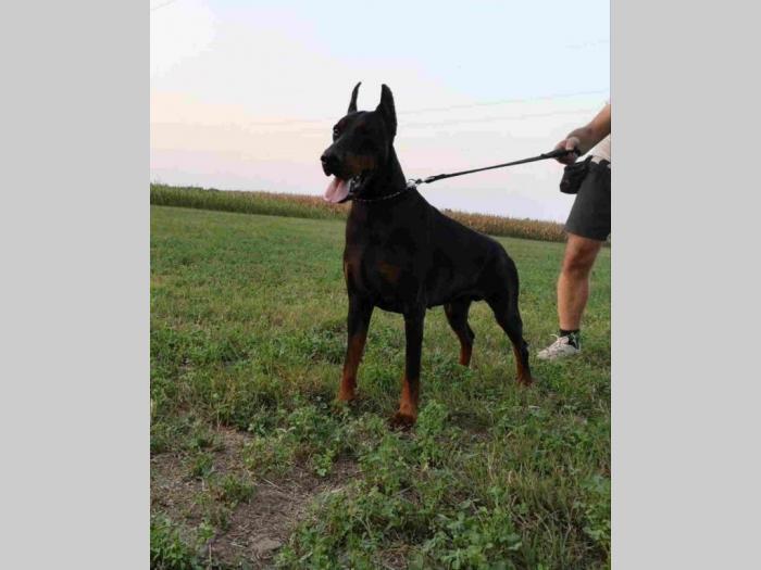 štenci doberman vrhunskog porekla besplatni mali oglasi