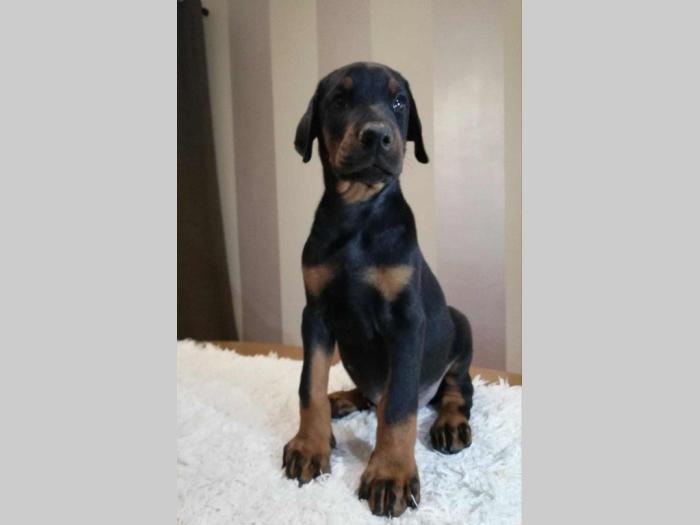 štenci doberman vrhunskog porekla besplatni mali oglasi