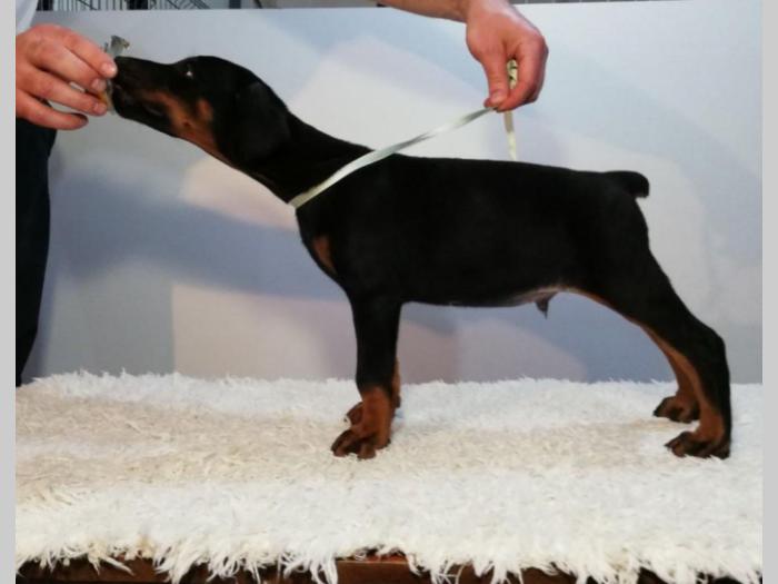 štenci doberman vrhunskog porekla besplatni mali oglasi