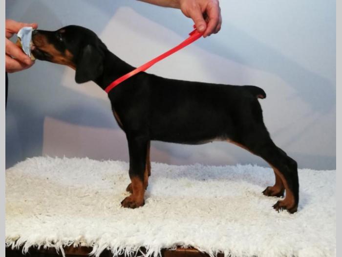 štenci doberman vrhunskog porekla besplatni mali oglasi