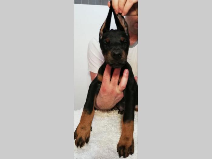 štenci doberman vrhunskog porekla besplatni mali oglasi