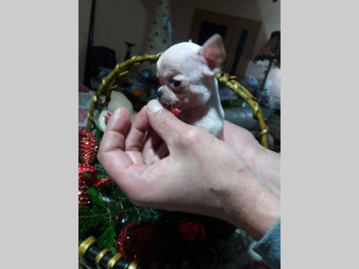 mini čivave princess chihuahua  besplatni mali oglasi