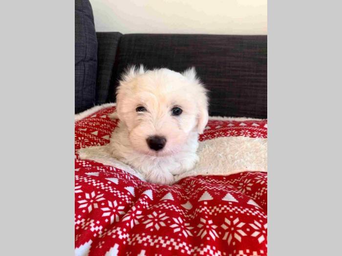 contin tulear prelepi štenci besplatni mali oglasi