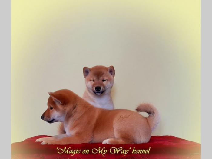 shiba inu štenci vrhunskog porekla besplatni mali oglasi