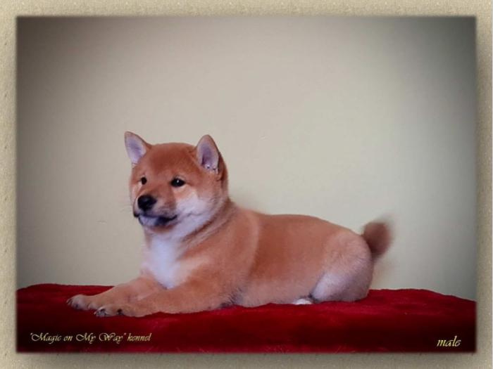 shiba inu štenci vrhunskog porekla besplatni mali oglasi