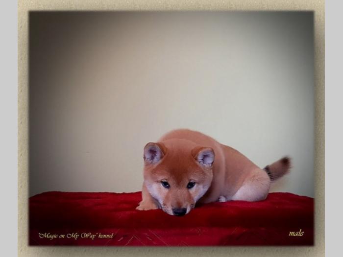 shiba inu štenci vrhunskog porekla besplatni mali oglasi