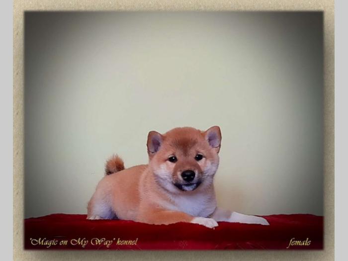 shiba inu štenci vrhunskog porekla besplatni mali oglasi