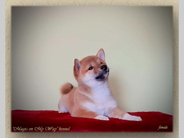 shiba inu štenci vrhunskog porekla besplatni mali oglasi