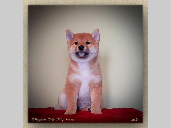 shiba inu štenci vrhunskog porekla besplatni mali oglasi