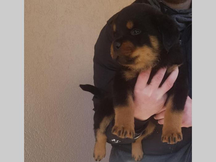 ženka rotvajlera na prodaju besplatni mali oglasi
